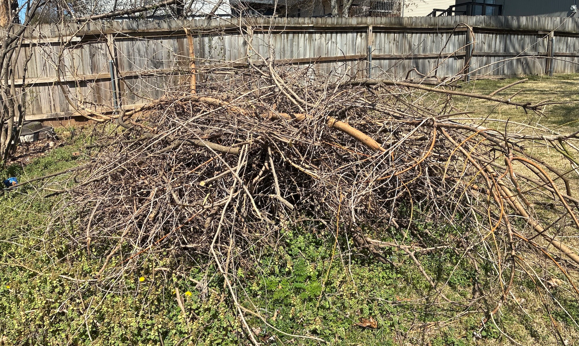 pile of branches and dead foliage